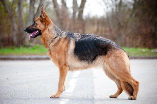 Some informative facts about the German Shepherd dog