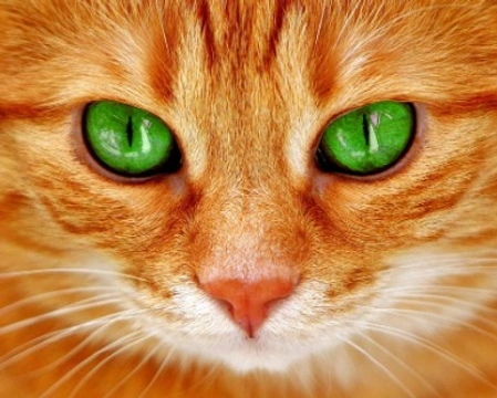 Razze gatti con occhi verdi: le più famose