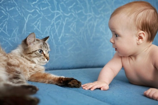 Introduce baby to store cat