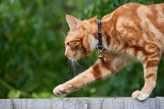 Cat collar with bell to hot sale warn birds