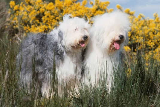 Old English Sheepdog at risk of extinction after lowest number of puppy registrations in 60 years