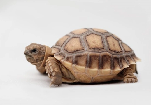 African store tortoise baby