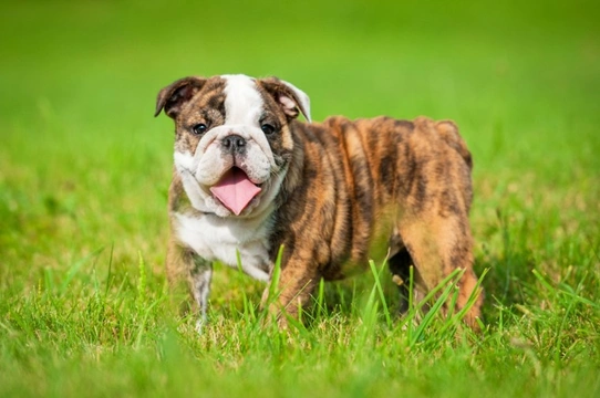 Are the number of English Bulldogs being bred in the UK declining?