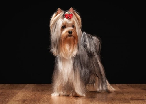 The Do's and Dont's of Grooming a Yorkshire Terrier