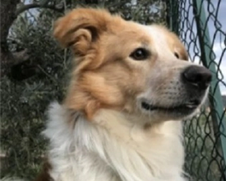Adozioni cani: la storia di Pinko, esuberante Border Collie