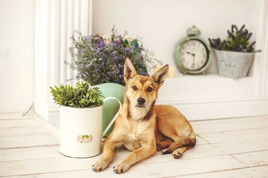 Eight common household herbs and spices that are safe for dogs