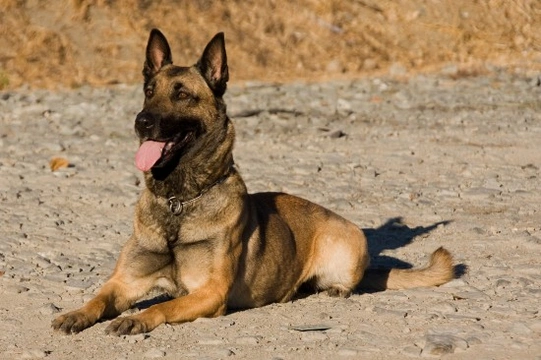 Belgian Malinois (Shepherd Dog) temperament and handling