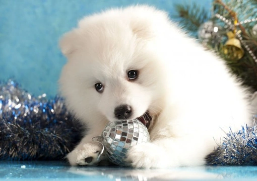 A Christmas Survival Guide for Pets