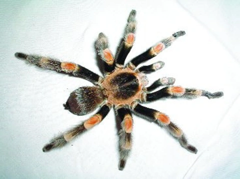 Páření sklípkana Brachypelma smithi