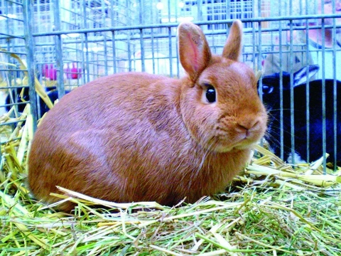 Zakrslí králíci aneb průřez zakrslými plemeny králíků v České republice – 2. část