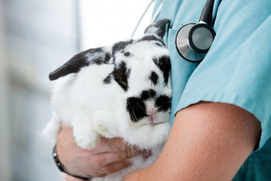 What to expect when your rabbit is spayed or neutered