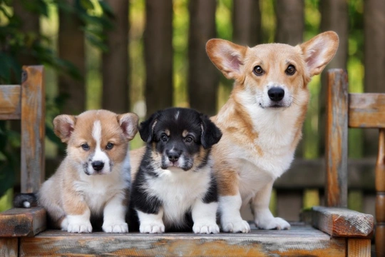Why might a puppy look very dissimilar to its parents or littermates?