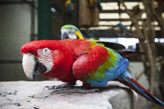 Red and Green Macaw (Green Winged Macaw)