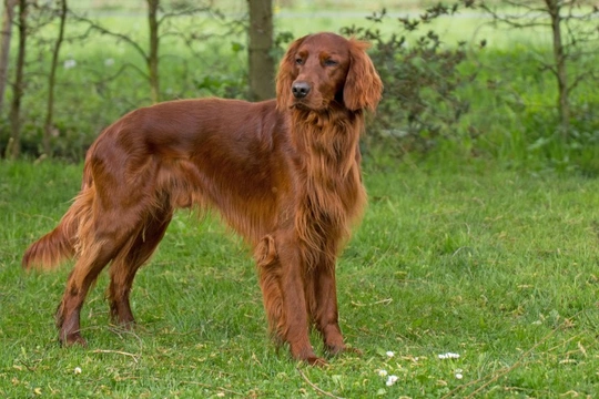 English cheap red setter