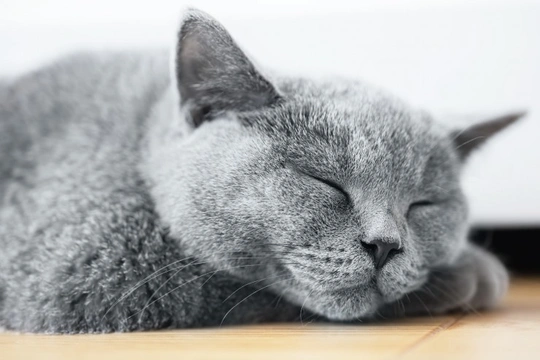 The Ten Laziest Cat Breeds