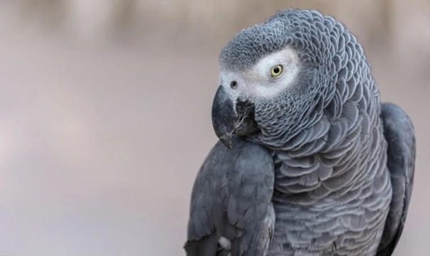 Common Illnesses in African Grey Parrots
