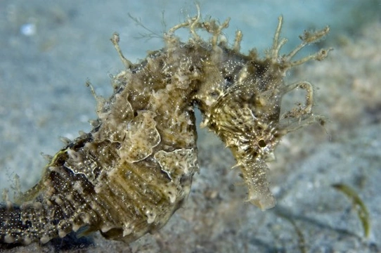 Caring for Lined Seahorses (Hippocampus erectus)