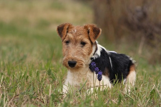 7 Dog Breeds Perfect for Country Living