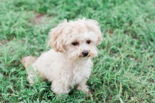 10 things you need to know about the Maltipoo before you buy one