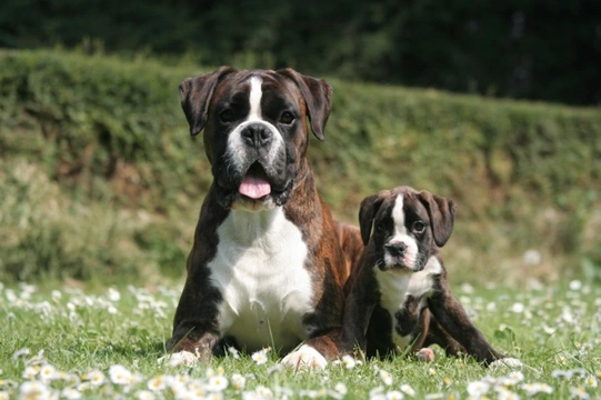 Buying a hot sale boxer puppy