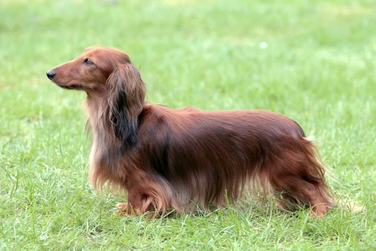 Dachshund and best sale mini dachshund