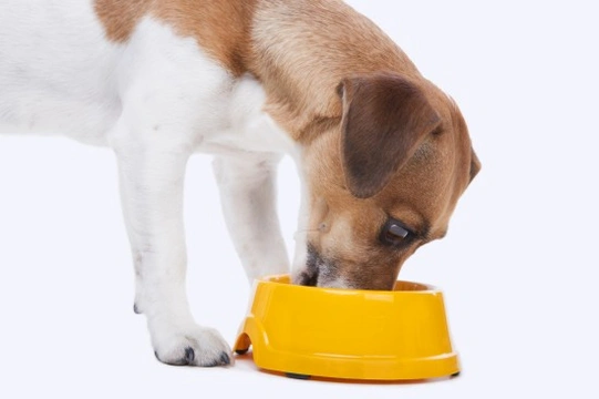 Managing the diet of a diabetic dog