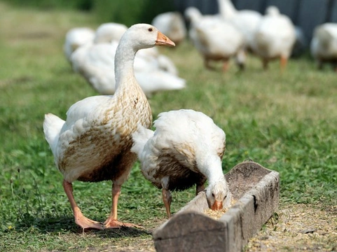 Keeping Geese - The Best and Most Natural Grass Control Ever