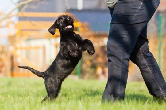 How to Stop your Dog from Jumping Up At people