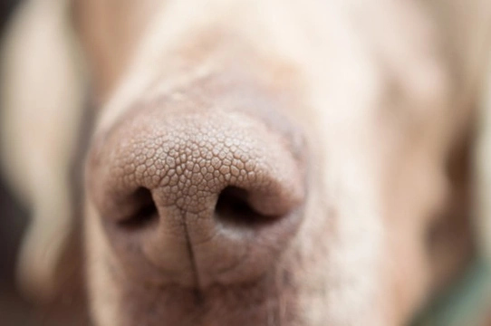 6 Reasons Why Your Dog May Have a Dry Nose