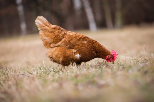 Infectious Laryngio Tracheitis in Chickens Explained
