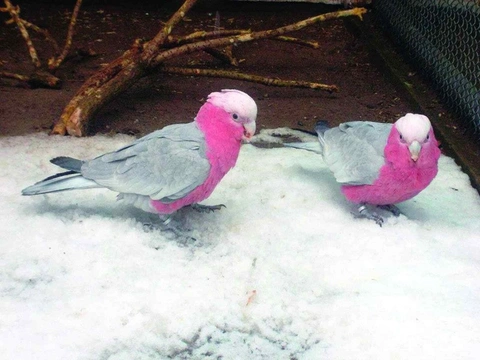 Kakadu ružový – môj chov plus zameranie sa na výživu