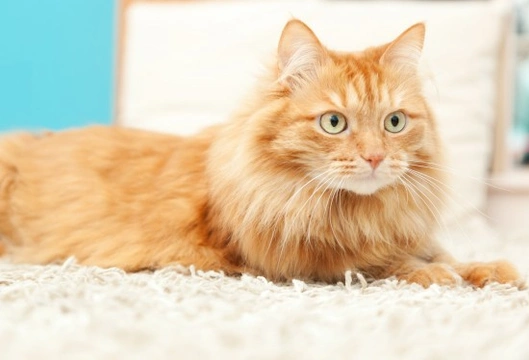 Does Your Cat Rule the Roost in Your Home?