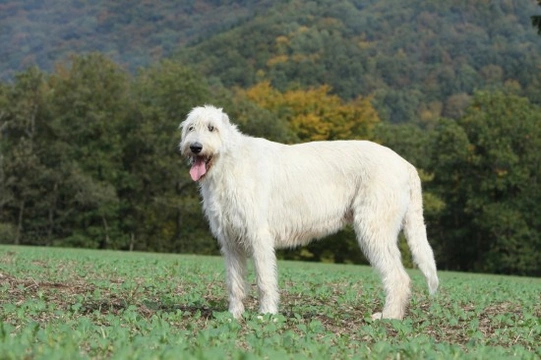 All about the Irish Wolfhound