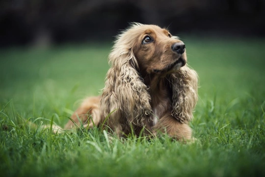 Why is L-Carnitine Good for Dogs?