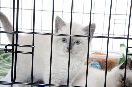 Pet shops that sell kittens sale