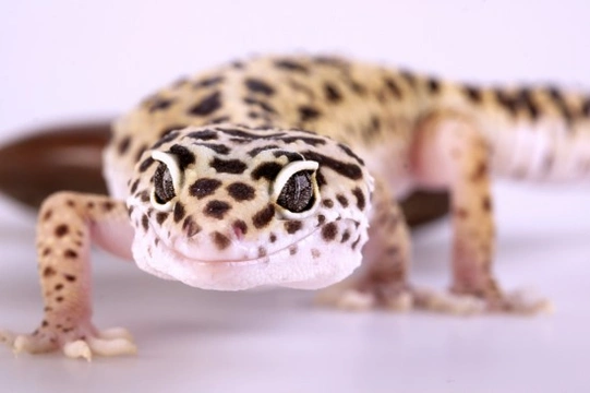 Best reptile pets for 2024 handling