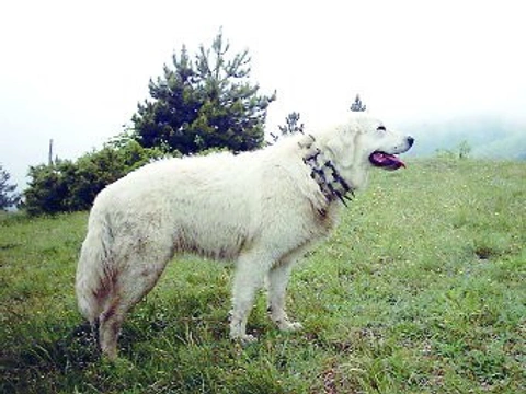 Maremmansko – abruzzský ovčák