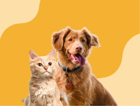 Pets4Homes joins the Animal Welfare Alliance 