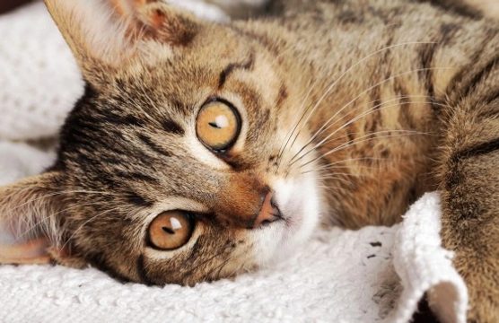 Twenty costs you should be aware of before getting a cat
