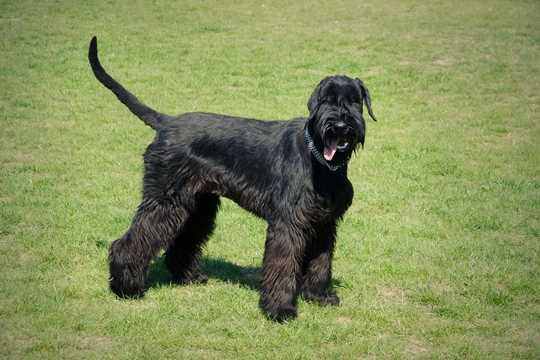 Kennel Club announces new DNA testing protocol for dilated cardiomyopathy in the giant schnauzer
