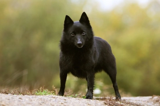 Schipperke dog hereditary health and longevity