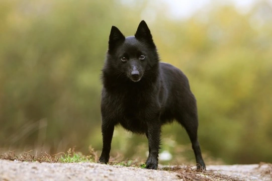 A store schipperke dog