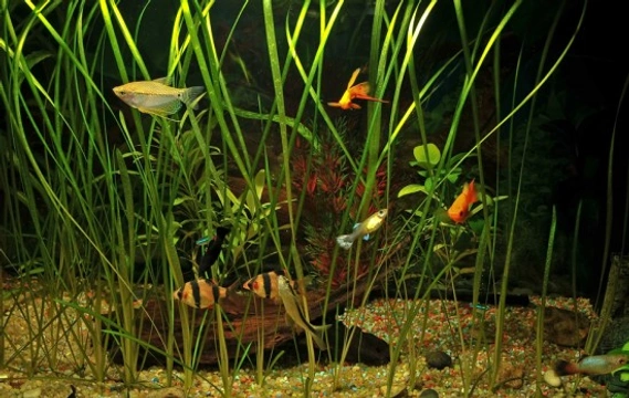 Biotopes; putting your fish into a natural environment