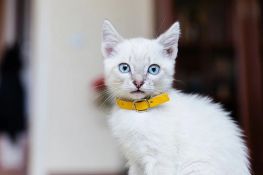 Five important things to do when you get a new kitten