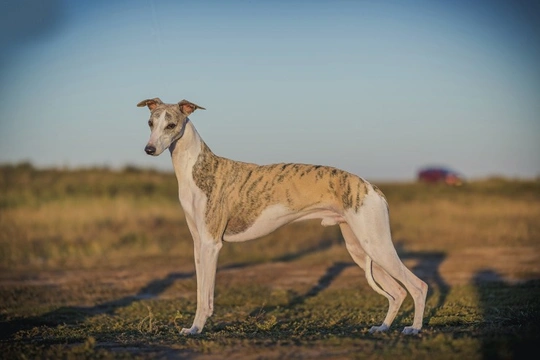 Spotlight on the whippet - Crufts Best in Show runner-up