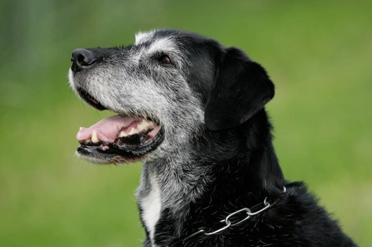 Can Older Dogs Get Parvo?