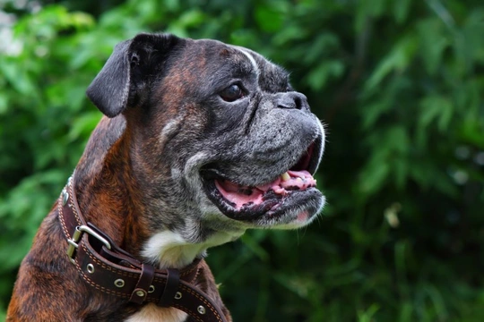 An enduringly popular dog breed in the UK: The boxer