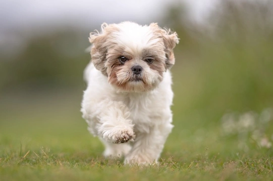 Is the Shih Tzu dog breed falling out of fashion?
