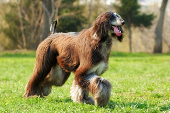 Learning more about Afghan hound myelopathy