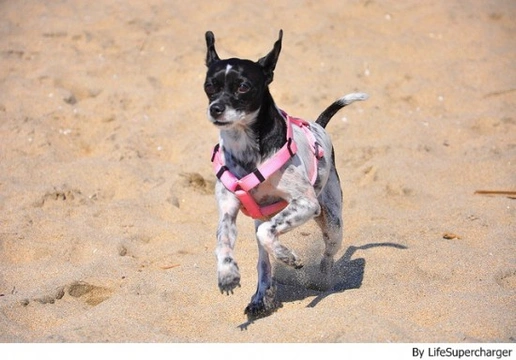 Playas dog-friendly